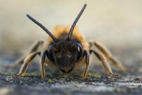 Andrena sp.